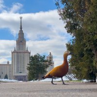 Утки у МГУ :: Алексей Чуркин Утки у МГУ :: Алексей Чуркин