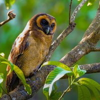 Сова :: Aleksey Afonin