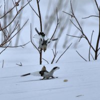 Пуночки :: Игорь Шабалин Пуночки :: Игорь Шабалин