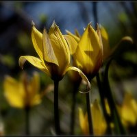 Дикий тюльпан... :: Aleksandr Gal