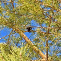 Что-то в этом есть :: Анастасия Логинова