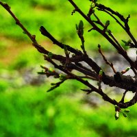 На зелёном фоне :: Юрий Гайворонскiий