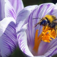 3 апреля в крокусах :: Михаил Бибичков