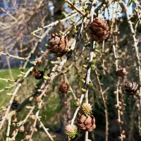 Апрель :: Veera V