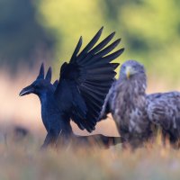 *** :: Евгений Фруман