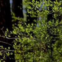 флора середины апреля 2 :: Александр Прокудин флора середины апреля 2 :: Александр Прокудин