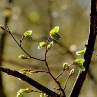 флора середины апреля  4 :: Александр Прокудин
