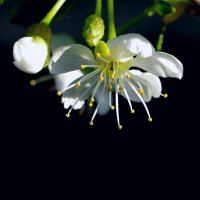 Цветение вишни :: Сергей Швечков