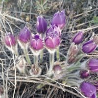 Апрель. :: Андрей Хлопонин