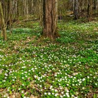 Море ветрениц :: Милешкин Владимир Алексеевич 
