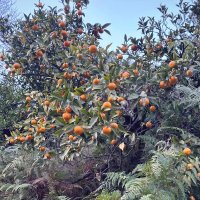 Мандарины :: Георгиевич Мандарины :: Георгиевич