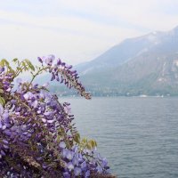 пора Глицинии :: Светлана Баталий пора Глицинии :: Светлана Баталий