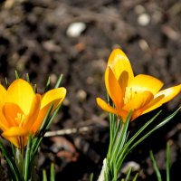 Навстречу солнцу :: Татьяна Лютаева Навстречу солнцу :: Татьяна Лютаева