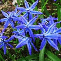 Нежность :: Людмила Смородинская Нежность :: Людмила Смородинская