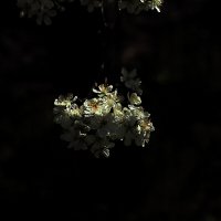 Из белого в чёрное :: Юрий Гайворонскiий