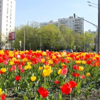 АПРЕЛЬСКОЕ ЦВЕТЕНИЕ ТЮЛЬПАНОВ :: Валентина 