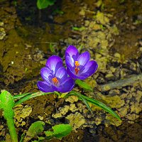 ПЕРВЫЕ :: Владимир Кроливец ПЕРВЫЕ :: Владимир Кроливец