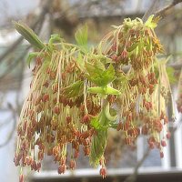 Мелодия весны :: Елена Семигина