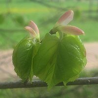 Первые :: Елена Семигина