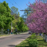 Багряник :: Игорь Сикорский