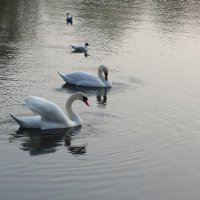 Вечером в городском парке :: Рита Симонова