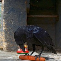 Добыча :: Ольга 