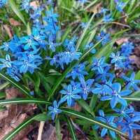 То синеглазые пролески мерцают брызгами небесной синевы... :: Ирина Румянцева То синеглазые пролески мерцают брызгами небесной синевы... :: Ирина Румянцева