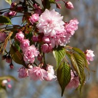 Мой цветущий город. Сакура :: Татьяна Смоляниченко Мой цветущий город. Сакура :: Татьяна Смоляниченко
