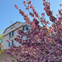 Весна в Китае :: Ирэн 