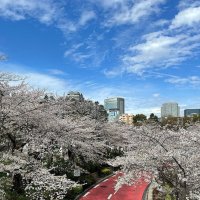 Время цветения сакуры в Токио :: Елена 