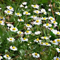 ЦВЕТУЩИЙ АПРЕЛЬ -2 :: Елена Куприянова 