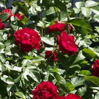 Розы :: Freddy 97