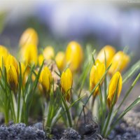 крокусы :: Анастасия Северюхина