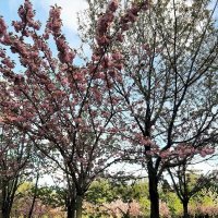 «Черешневый лес». :: Tata Wolf