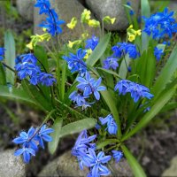 Весенние радости... :: Мария Васильева Весенние радости... :: Мария Васильева