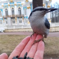 Поползень :: Сапсан 