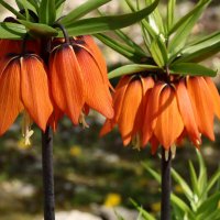 *** :: Игорь Kуленко