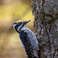 Трёхпалый дятел смотрит в камеру :: Дарья Меркулова Трёхпалый дятел смотрит в камеру :: Дарья Меркулова