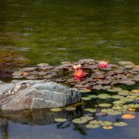 Парк Галицкого. Краснодар :: Андрей Lyz Парк Галицкого. Краснодар :: Андрей Lyz