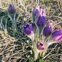 Весна :: Андрей Хлопонин Весна :: Андрей Хлопонин