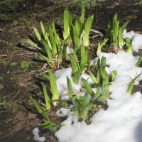 Приходит весна :: Дмитрий Никитин