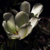 Цветенние тюльпанов :: Юрий Гайворонскiий