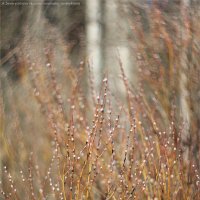 Верба ветки дарит нам каждую весну! :: Анастасия Северюхина