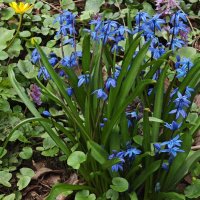 Пролеска :: <<< Наташа >>>