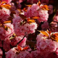 Доброе утро :: Юрий. Шмаков