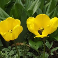 Тюльпаны :: Freddy 97