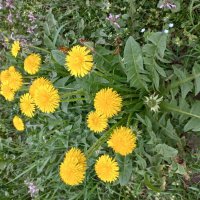 Одуванчики :: Svetlana 