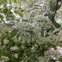 цветет черемуха :: Svetlana 