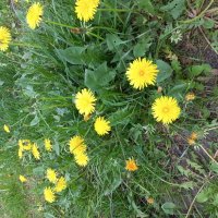 Одуванчики :: Svetlana 