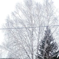 Белоствольная :: Ольга Конькова